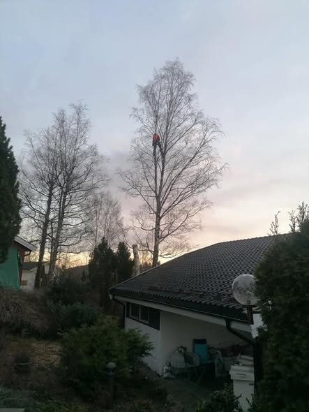 Trefelling i høyden