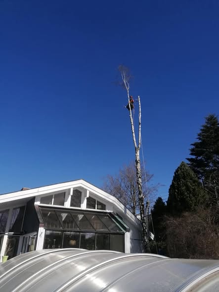 Trefelling vinterlandskap