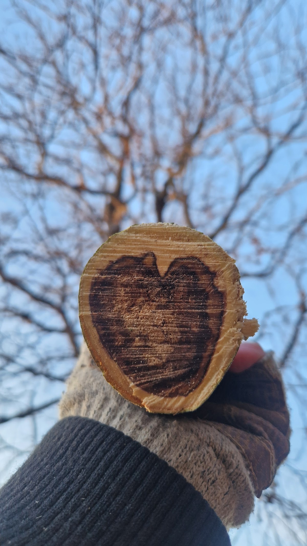 Hjerteformet trestamme