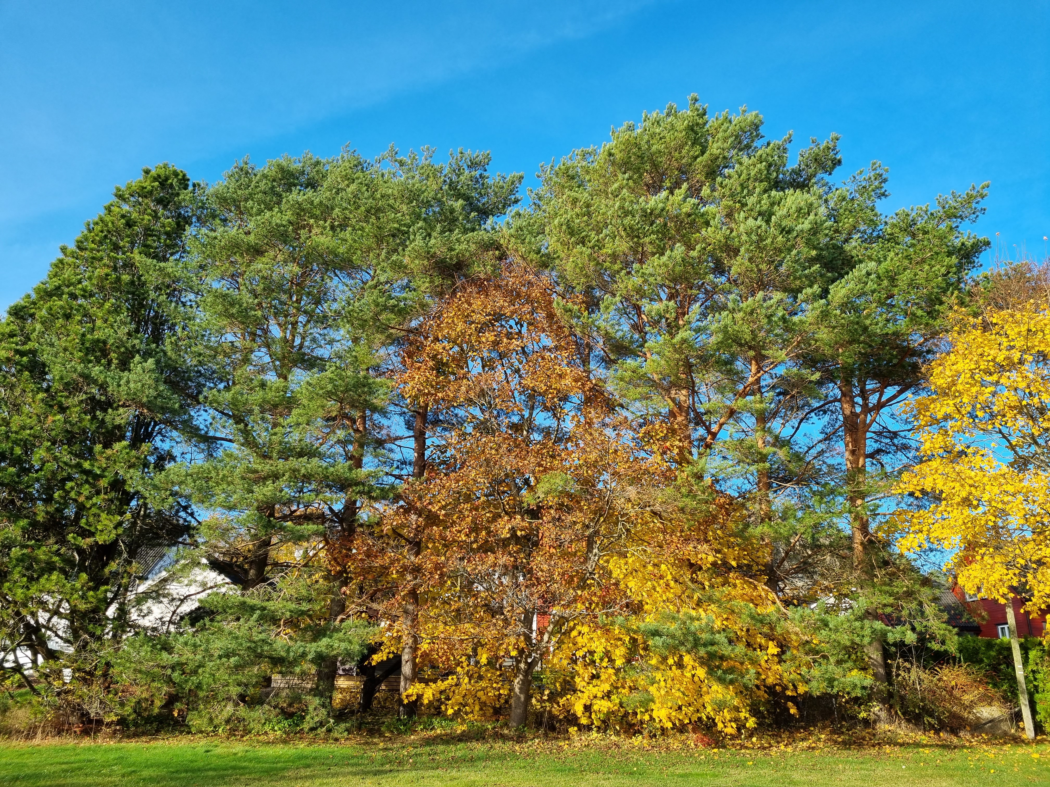 Høstfarger i trærne