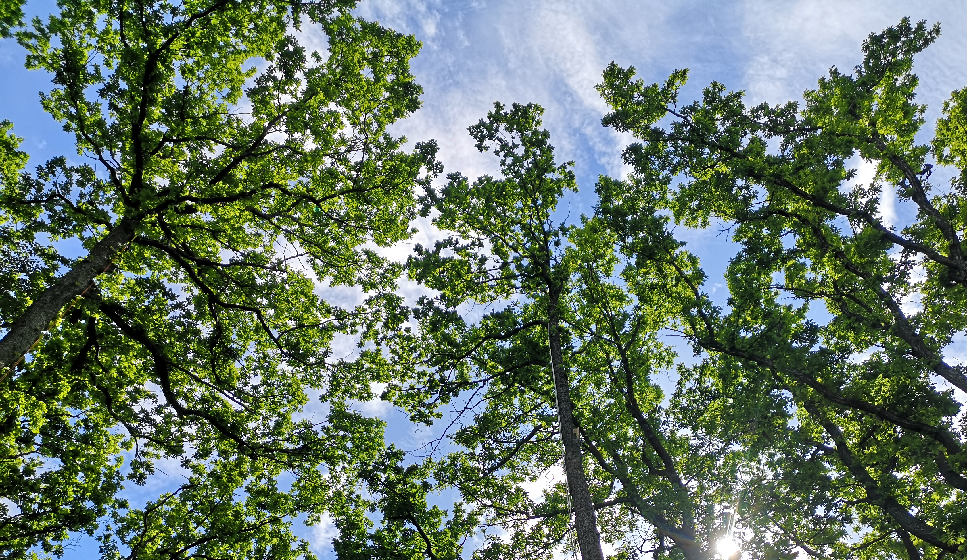 Trekroner sett nedenfra