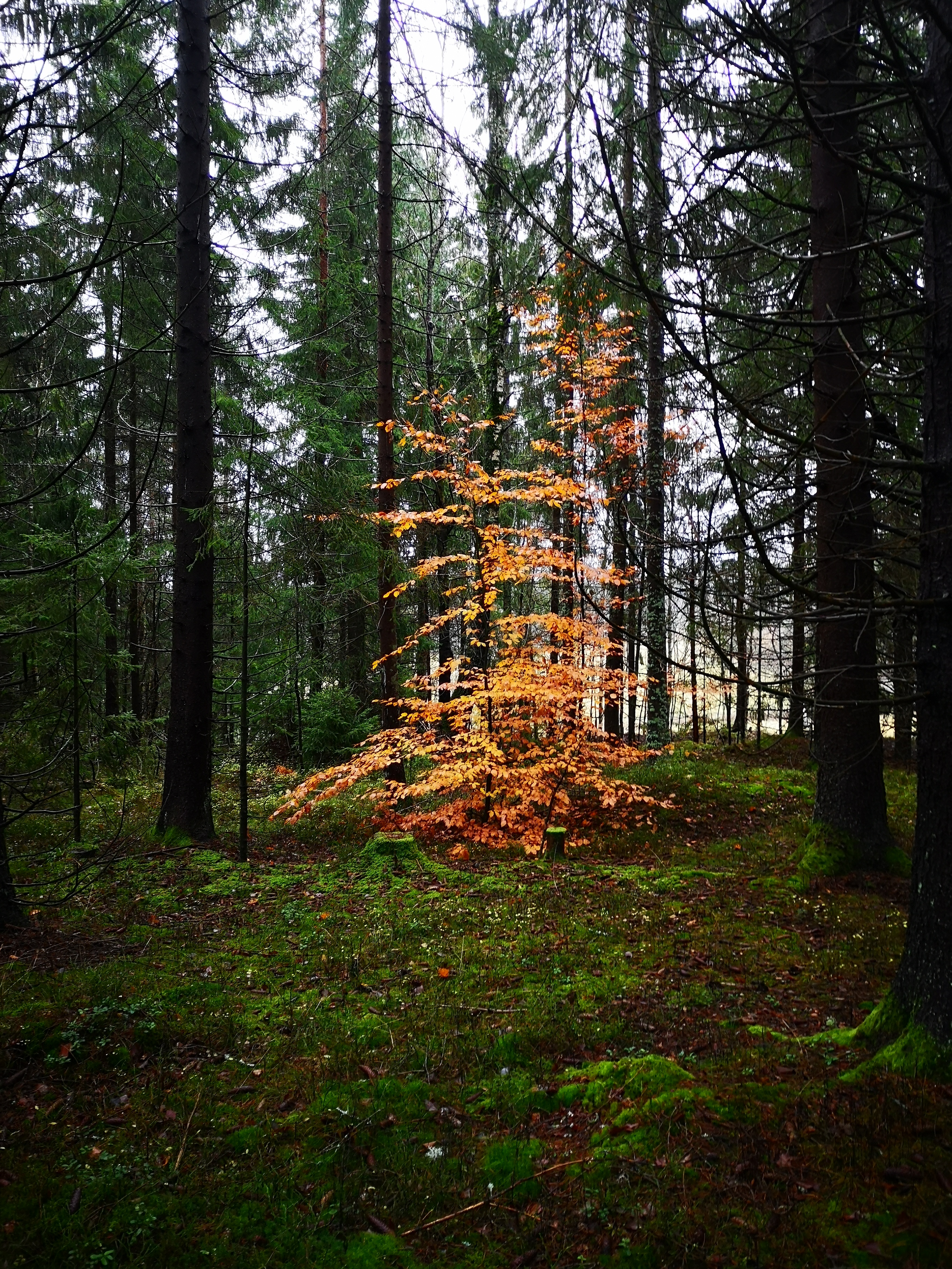 Høstskog med gylne farger