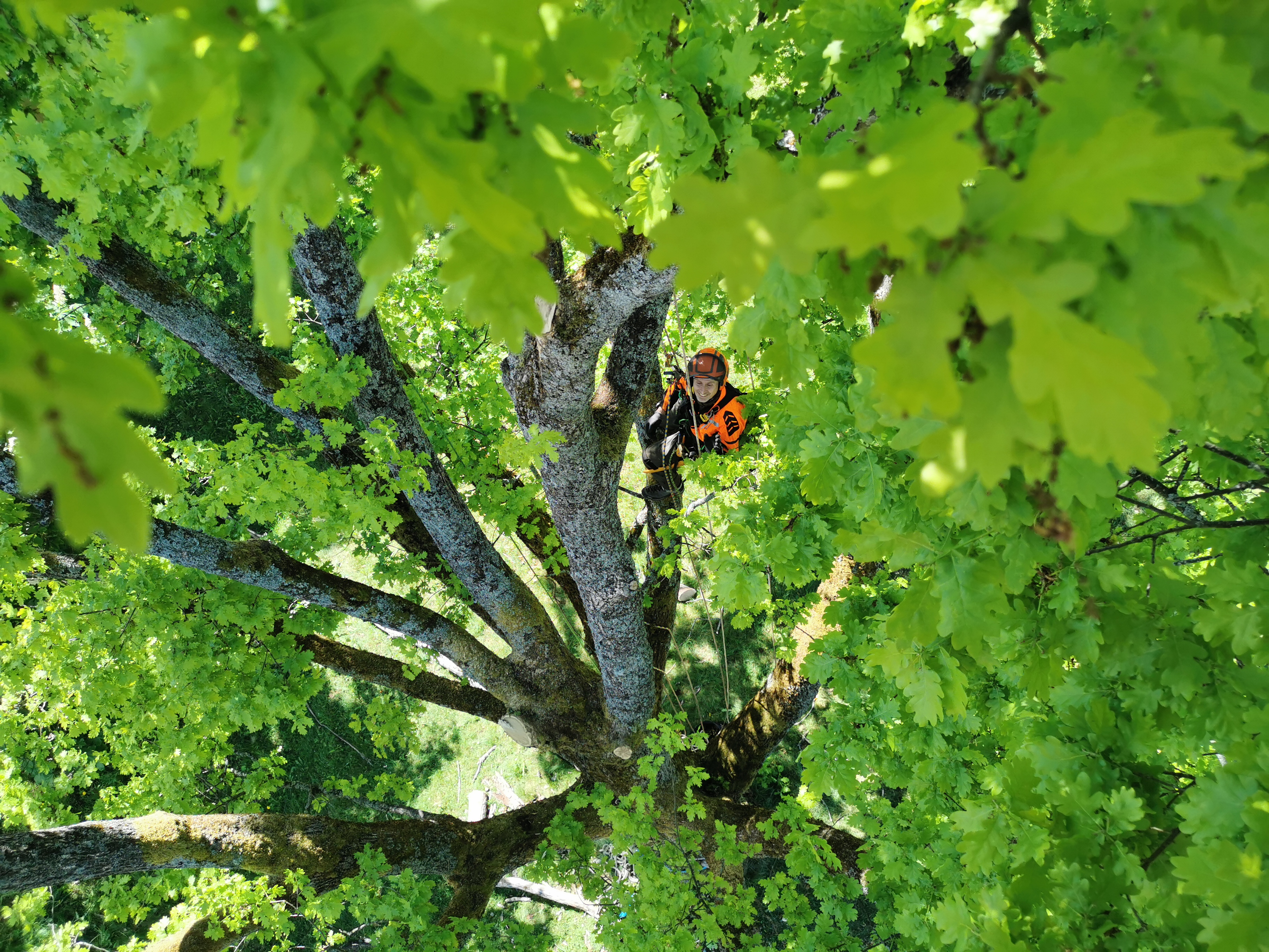 Treklatring i grønt løvverk