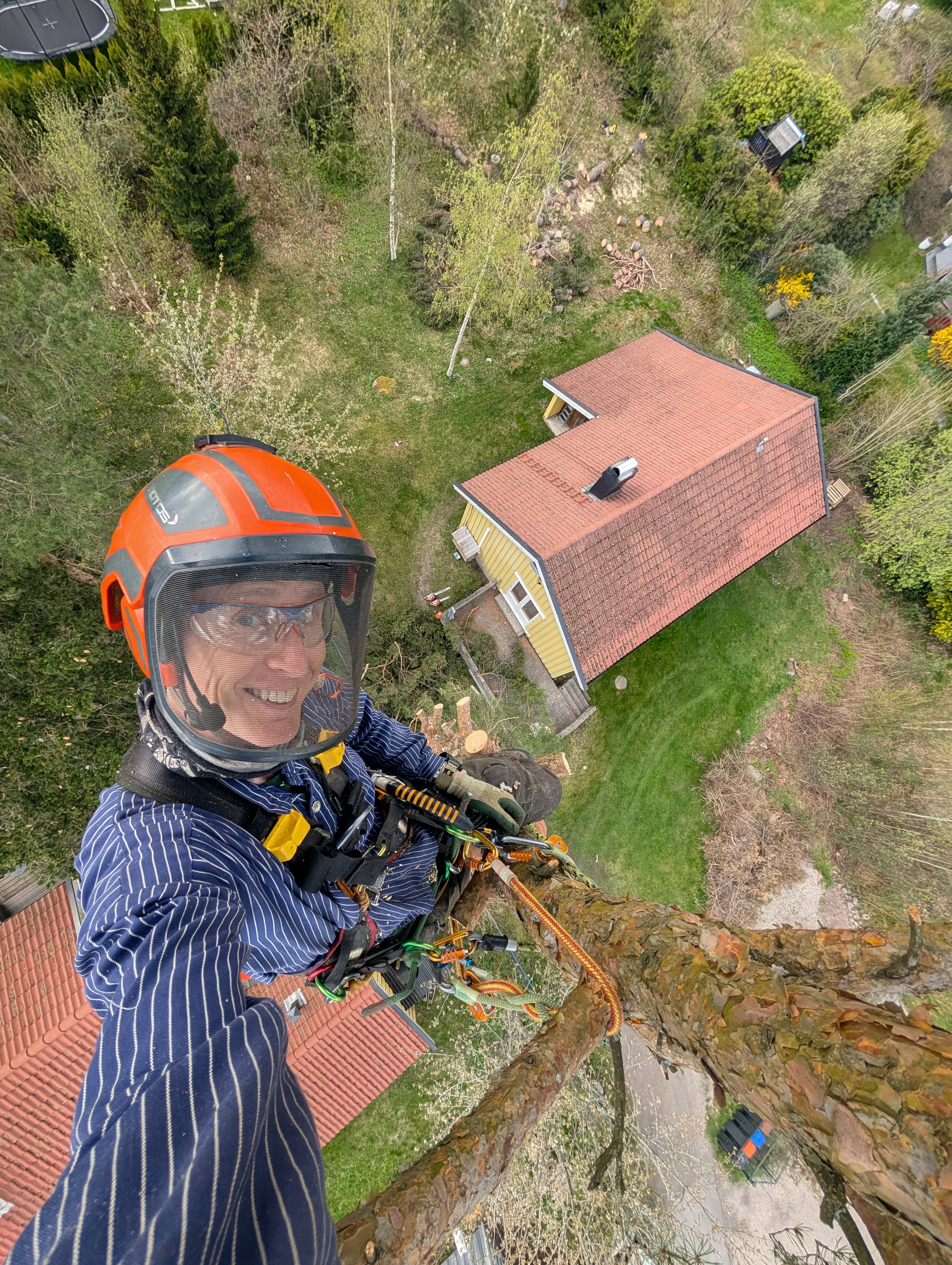 Selfie fra toppen av et tre