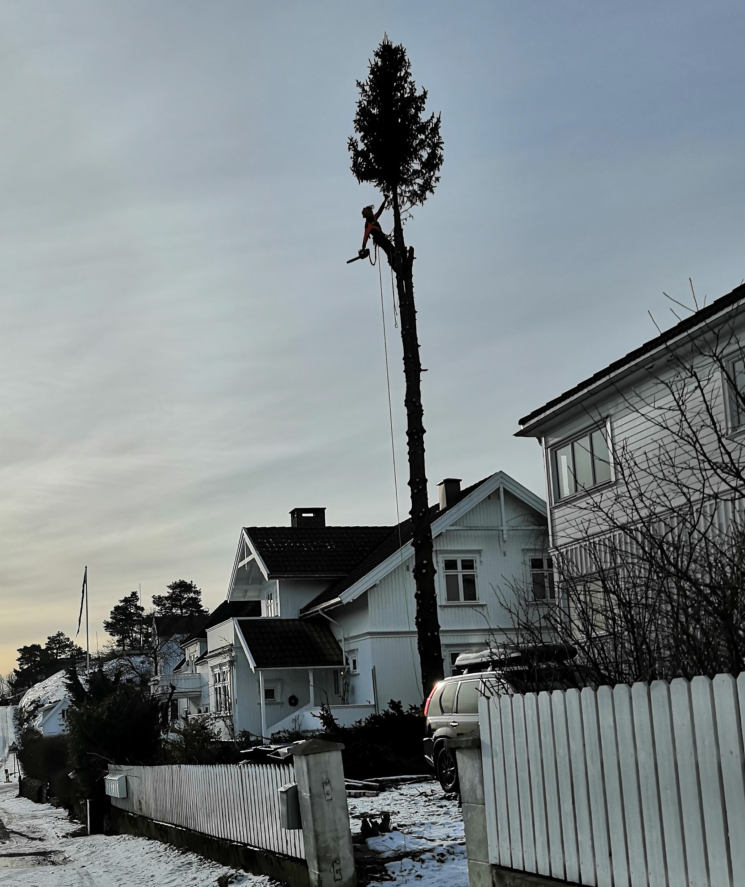 Seksjonsfelling av tre nær hus
